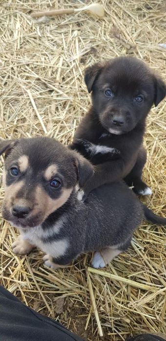 Отдам щенков бесплатно