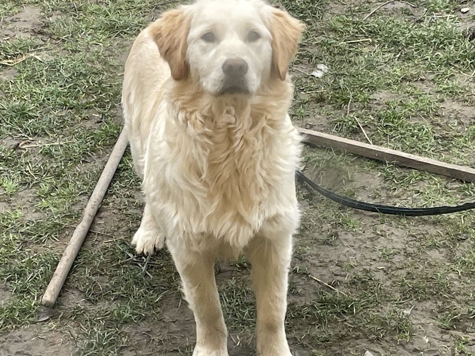 catelusa Golden Retriver