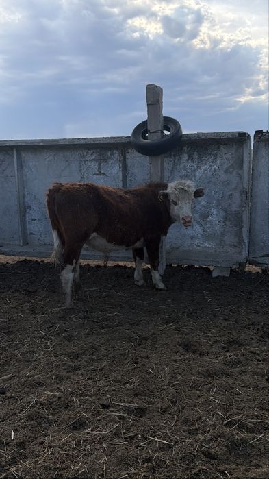 Продам 11 кастратов