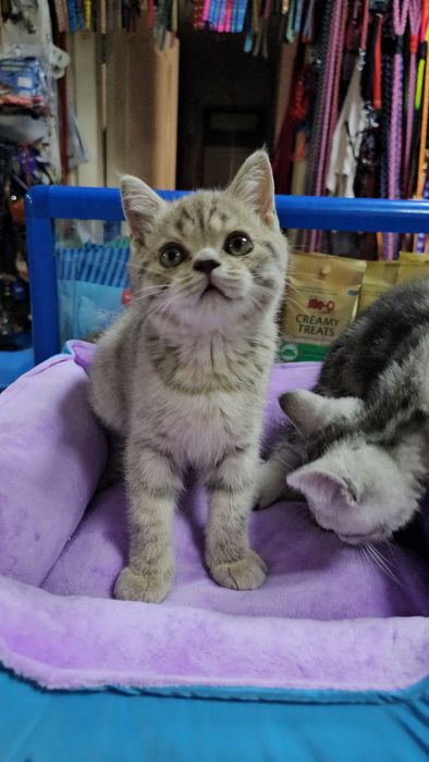 Котята шотландские