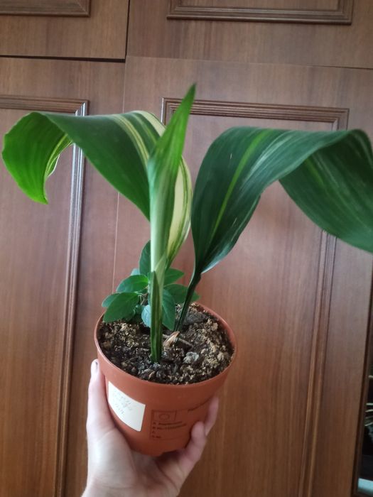 Пеперомия шефлера