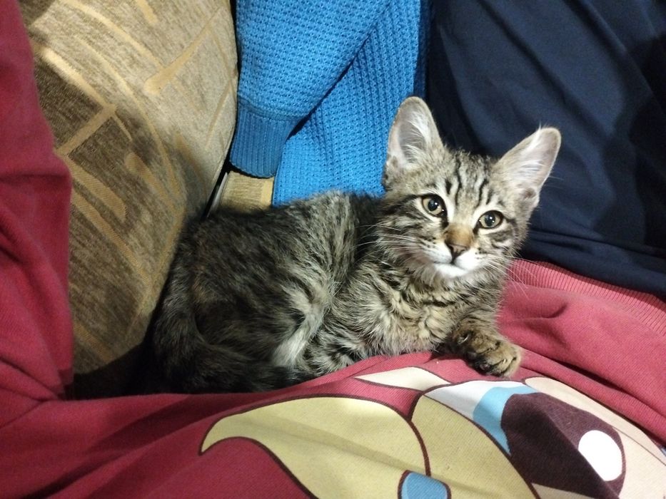 Котенок мальчик в добрые руки!