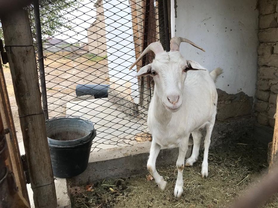 Ресейдің ең жас порно жұлдыздары