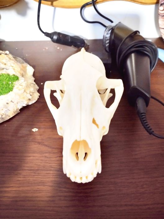 Череп на чакал -златен медал