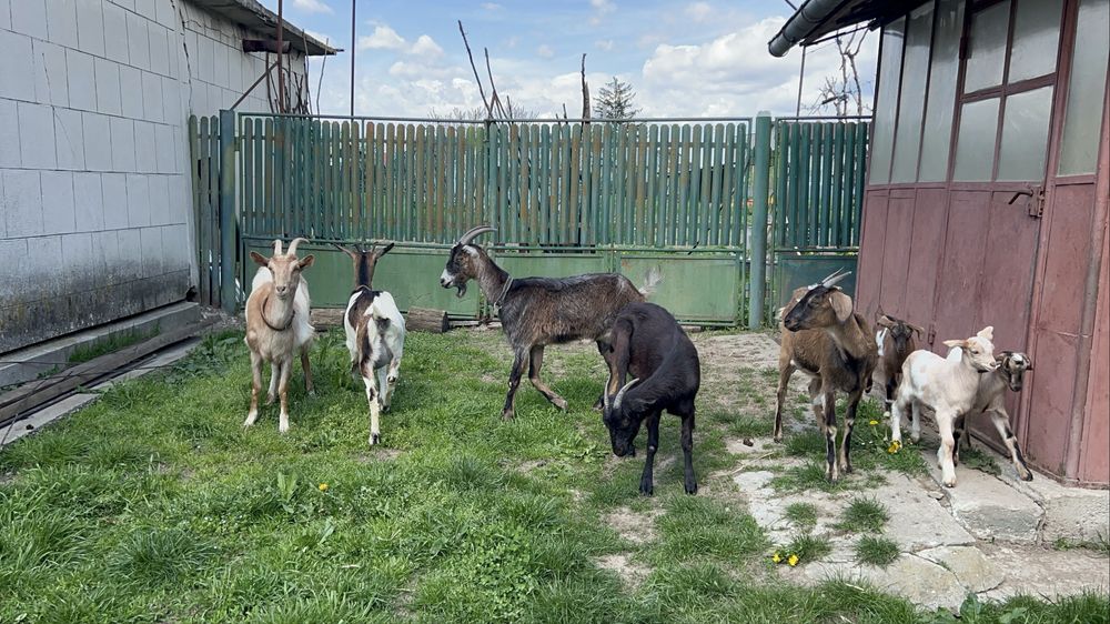 Capre cu lapte, iezi