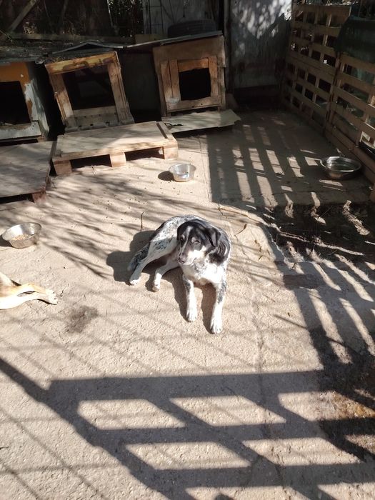 Ofer spre adoptie catei numai iubitorilor de animale,