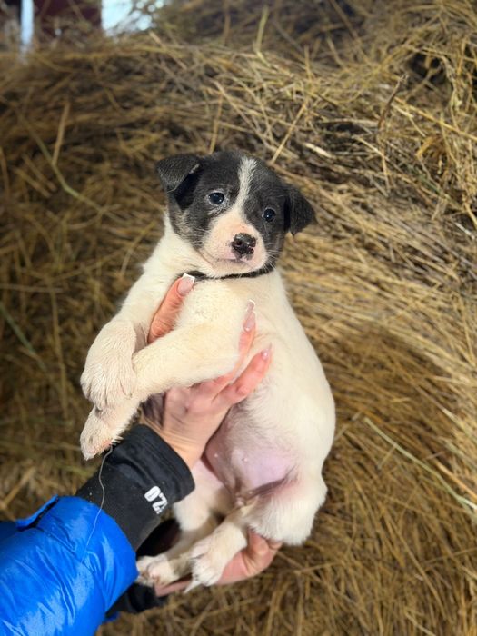 Отдам щенков в добрые руки