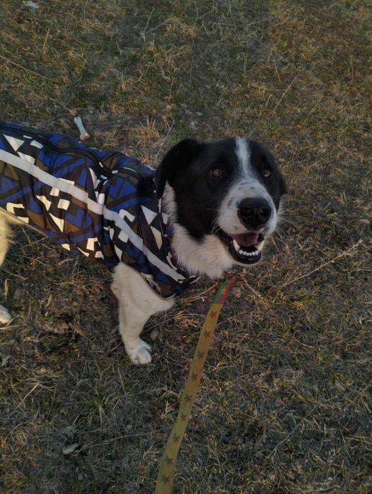 Метис ищет дом. Кобель.