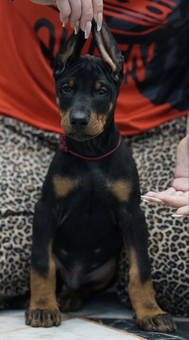 Продаются щенки добермана