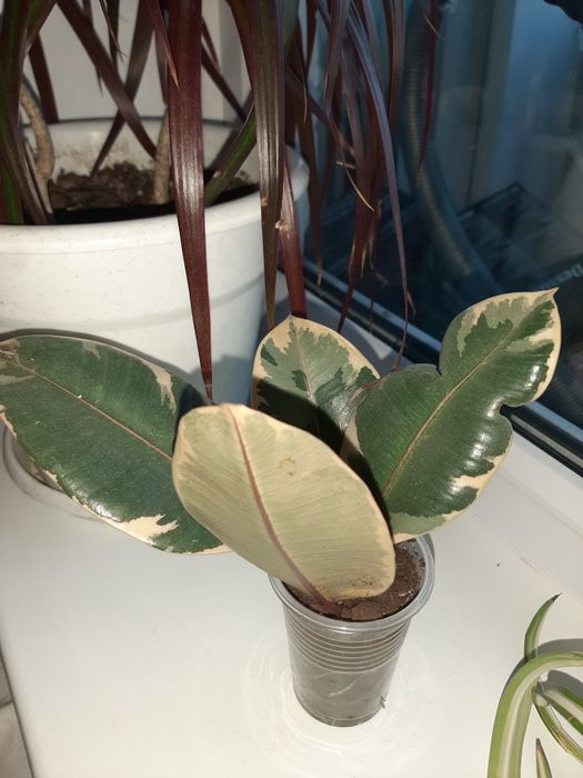 Продам комнатные цветы