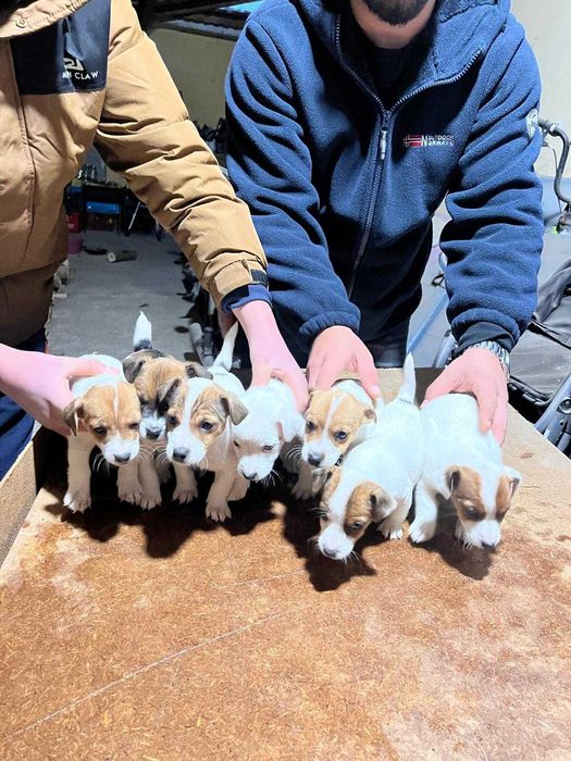 Продавам Джак Ръселчета