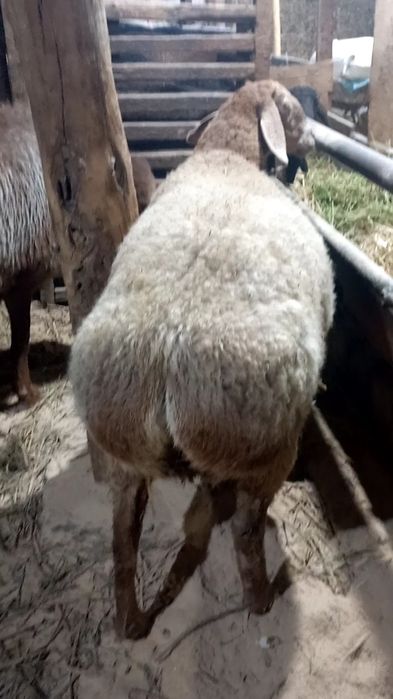 Ona bola sovliq sotiladi