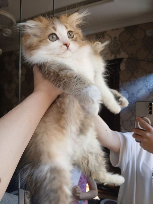 Onasi fold Otasi hayland shinshila  shulani bollalari sotuvda,ogil