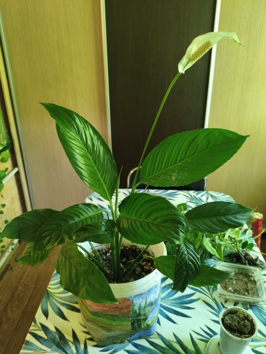 Продам цветы разные