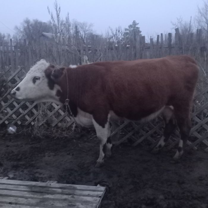 сиыр сатылады Корова продается