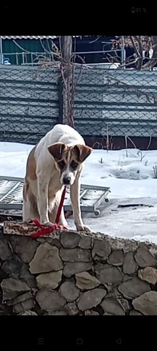 Бесплатно спаниель смесь