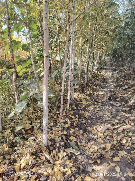 Берёза дарахтлари сотилади.