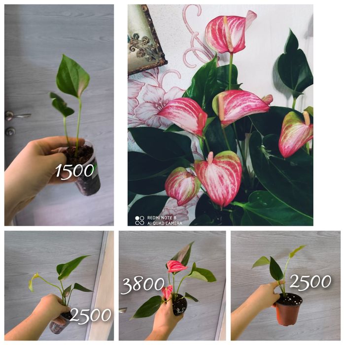 Мужское счастье 8 сортов антуриум