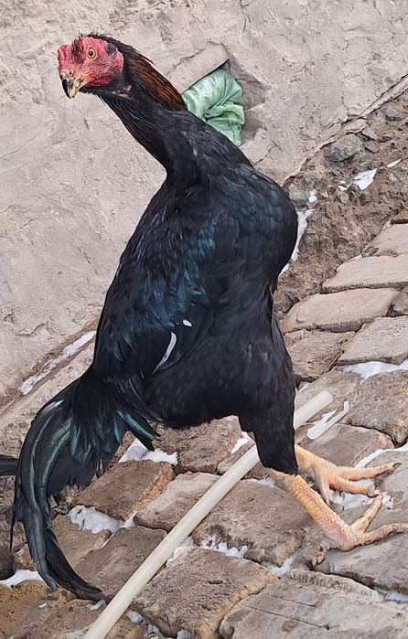 Dakan xoroz sotiladi