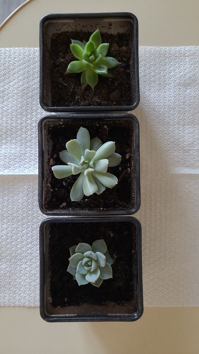 Суккулентные растения, сочные красивые разные