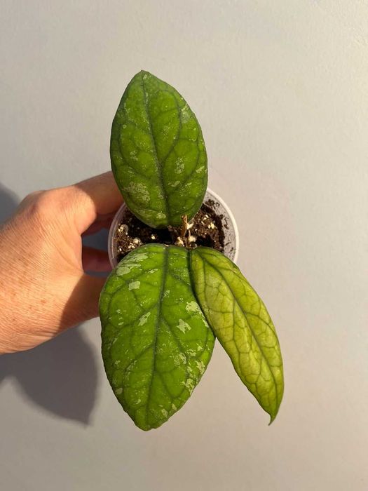 Хойи,  разные сорта