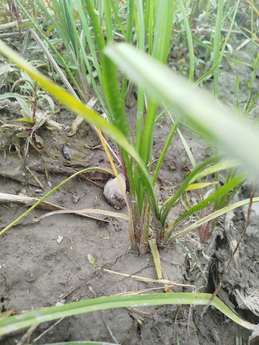 Сусак зонтичный для пруда. Живые делёнки, Ташкент