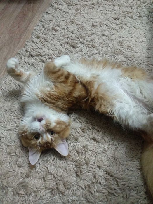 Кот на вязку для продолжения рода.