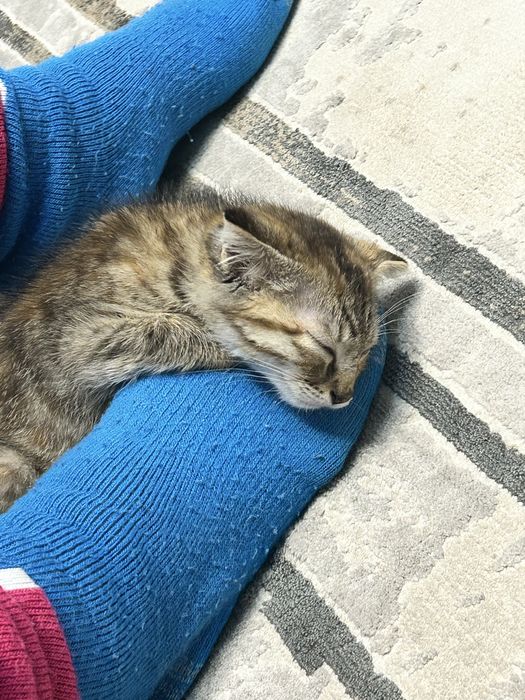 Отдам котенка бесплатно в добрые руки