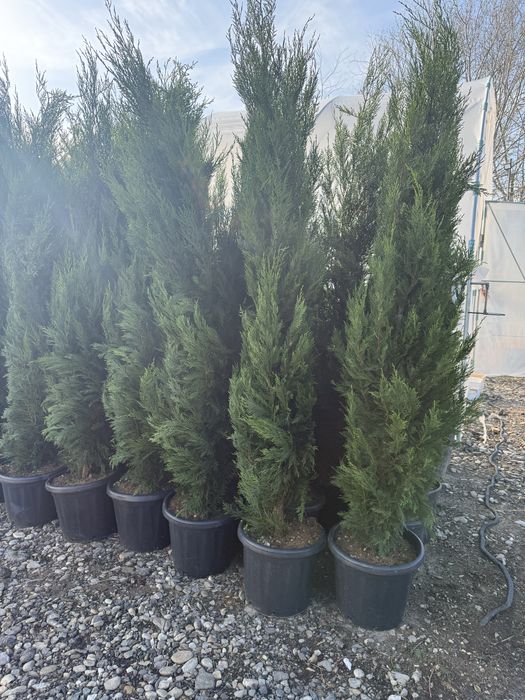 Cupresocyparis leylandii 1,5 m la ghiveci