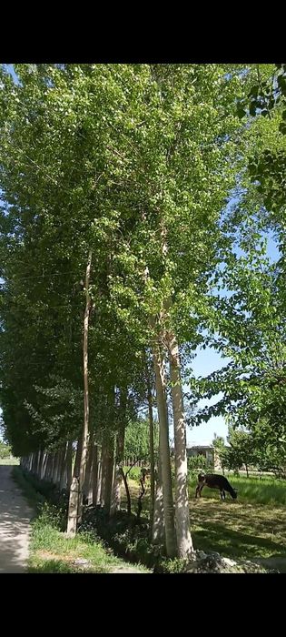 Daraxt sotiladi 125 ta