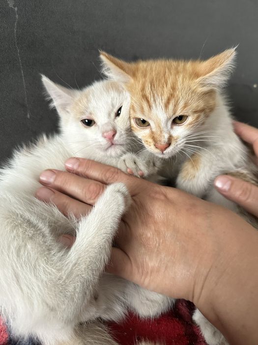 отдам котята в хорошие руки