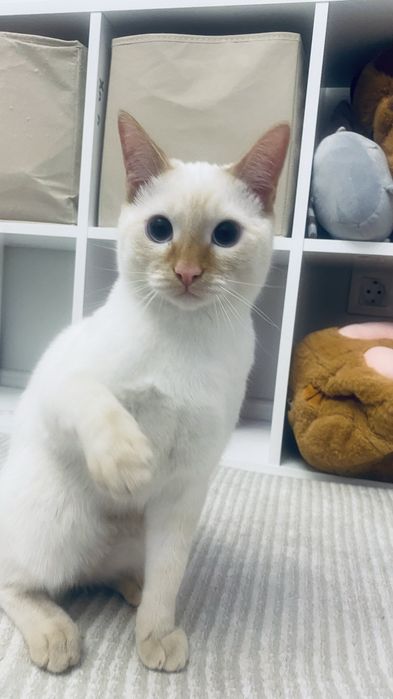 Котенок 6 месяцев