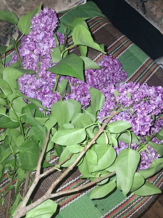 Сирень в букет. Ароматная.