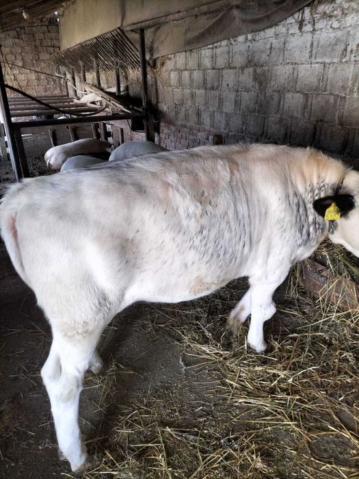 Vând 2 juninci în jur de 400 kg