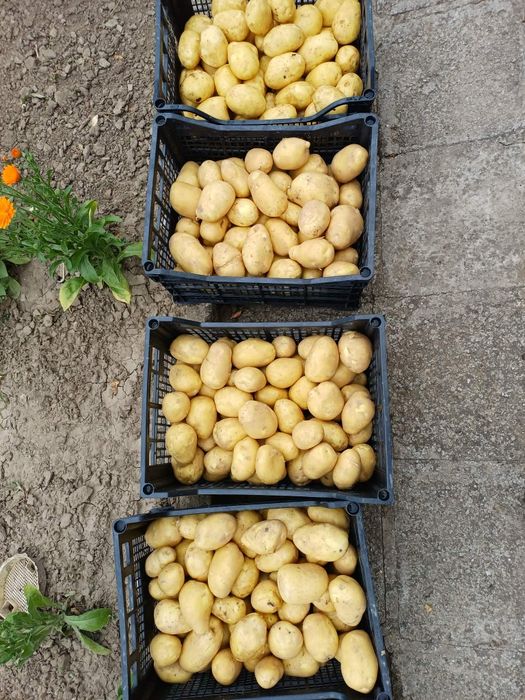 Продавам картофи