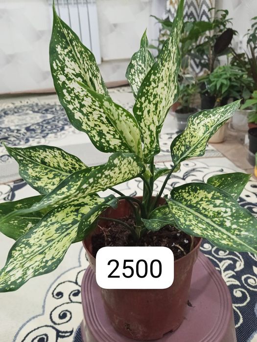 Домашые цветы дешево