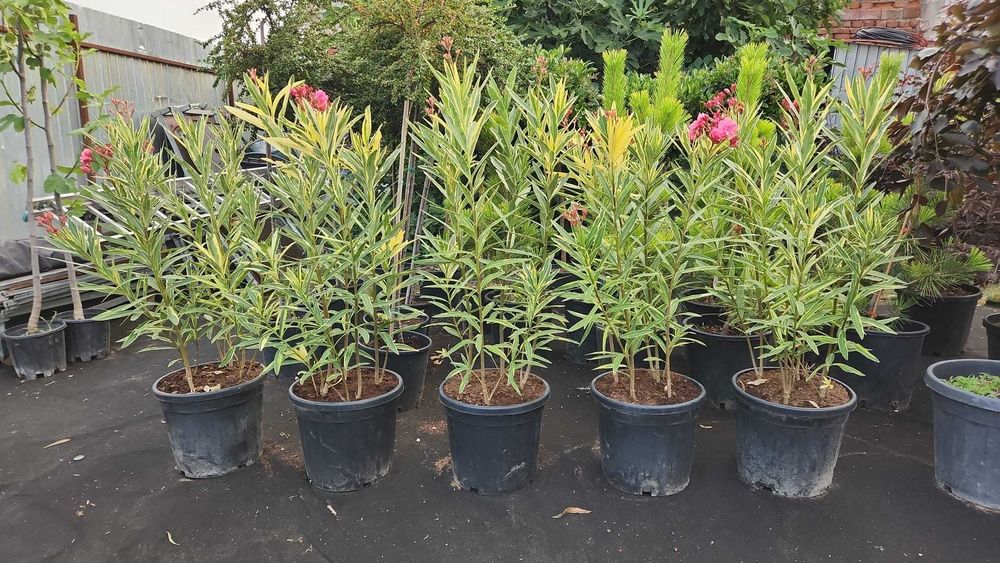 Leandru roz, alb, somon la ghiveci