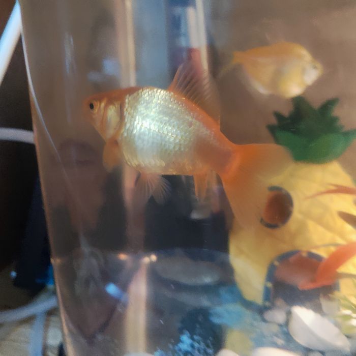 Золотая рыбка 12см-14см  самовывоз