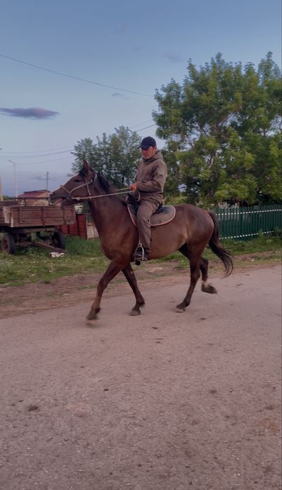 Продам кабылу трех летку инаходка жорға