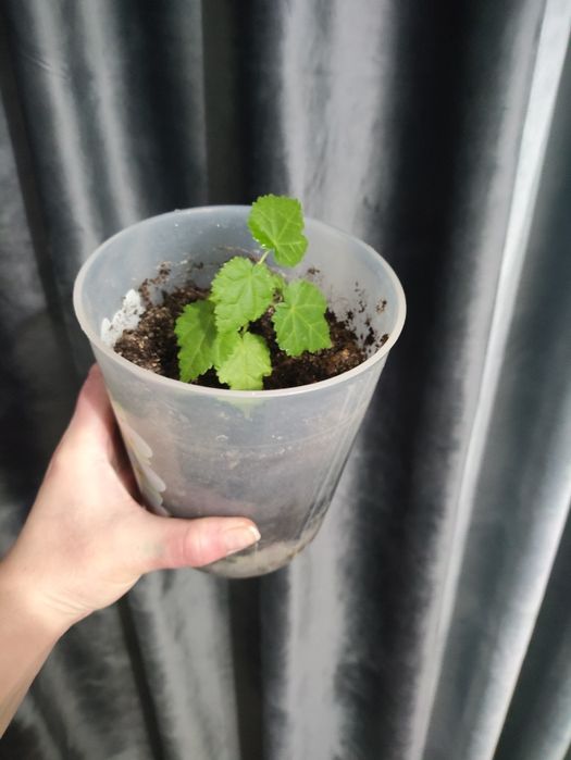 Зефирантес(подснежник), абутилон