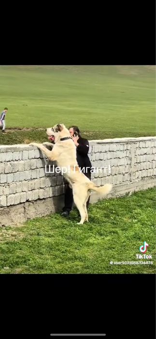 Продается Элитный щенок. Элитных кровей