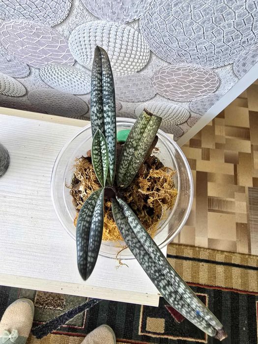 Комнатные цветы Орхидеи.