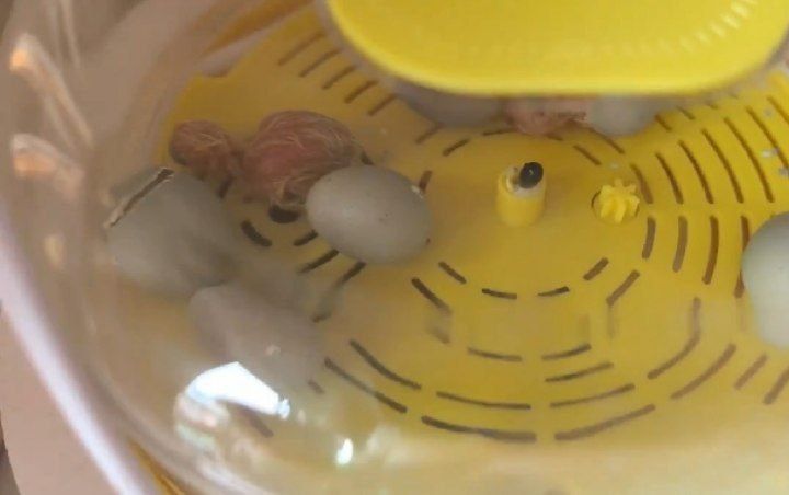 Mini inkubator sotiladi