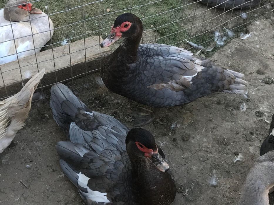 Индоутки германских линий