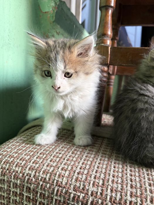 Отдам котят в хоршие руки