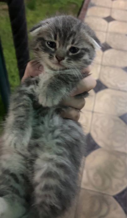 кошка скотиш фолд