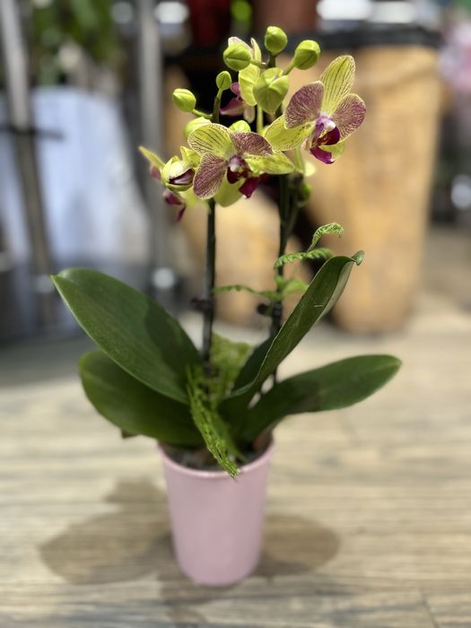 Орхидеи оптом от 150000