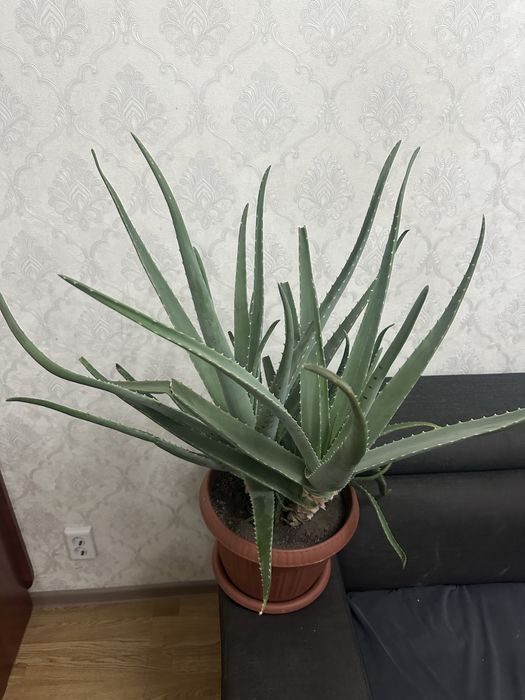 Алоэ Многолетное большое