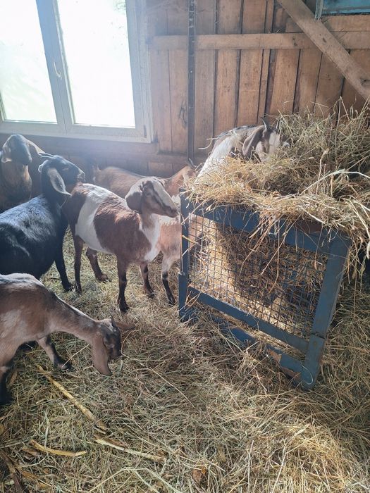 Capre anglonubian ediția anglonubian