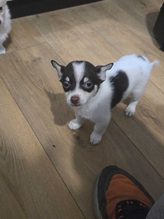 Пинчери 2 женски